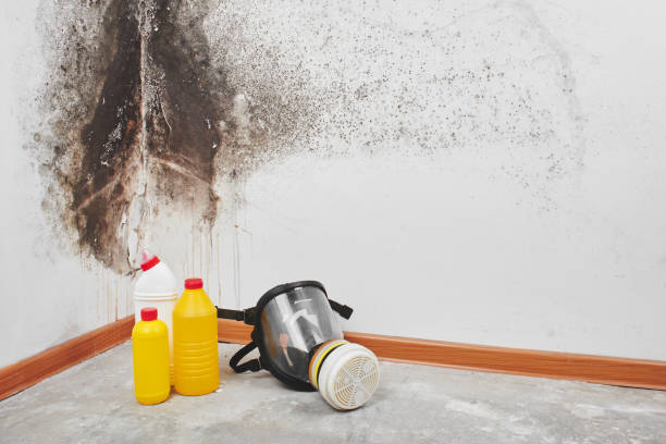 Best Crawl Space Mold Removal  in Ardia, CA