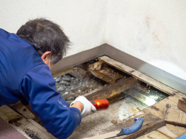Best Mold Damage Repair  in Ardia, CA