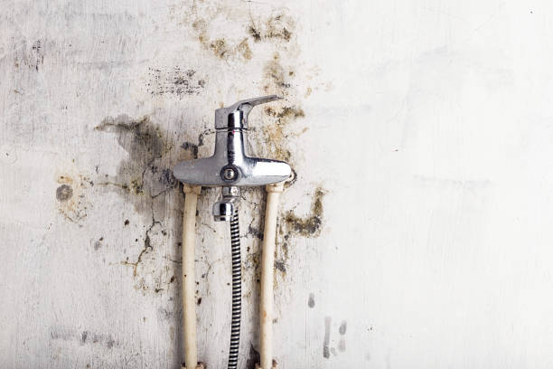 Best Same-Day Mold Removal  in Ardia, CA