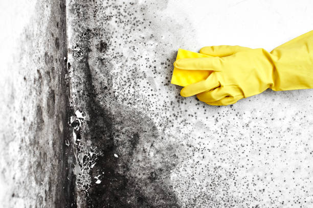 Mold Testing and Removal in Arcadia, CA