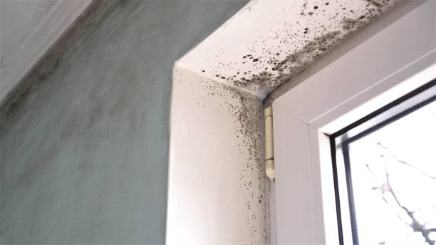 Best Toxic Mold Removal  in Ardia, CA