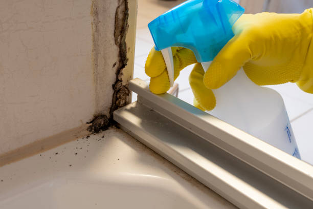 Mold Removal Process in Arcadia, CA