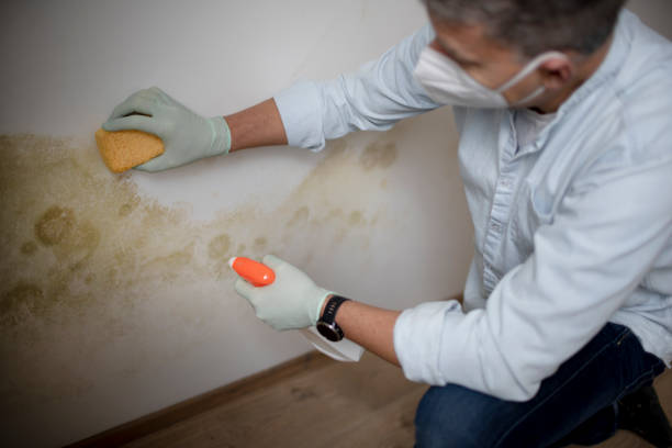 Best Mold Removal Specialists  in Ardia, CA