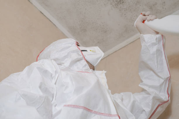 Best Local Mold Removal Service  in Ardia, CA