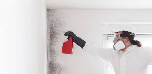 Best Mold Removal Process  in Ardia, CA