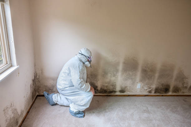 Best Attic Mold Removal  in Ardia, CA