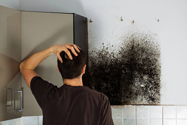 Best Mold Testing  in Ardia, CA